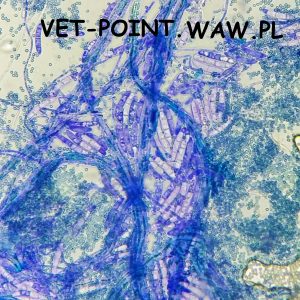 vet-point.waw.pl