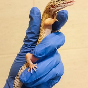 egzotyczny pacjent gekon